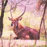 waterbuck male